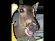 Unusual Memes Compilation