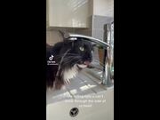 Best Cat Memes Compilation