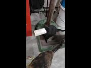 Best Cat Memes Compilation