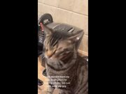 Best Cat Memes Compilation