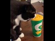 Funniest Cats Expression Video