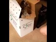 Funniest Cats Expression Video