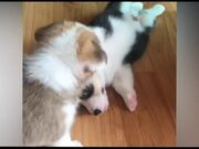 Cutest Corgis Ever!