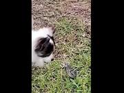 Ultimate Funny Videos Compilation