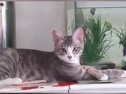 Funny Videos Compilation!