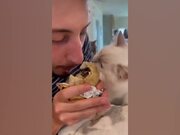 Funniest Cat Reactions Compilation