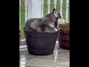 Huskies Being Dramatic Weird