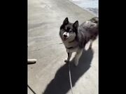 Huskies Being Dramatic Weird