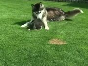 Huskies Being Dramatic Weird