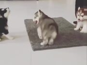 Huskies Being Dramatic Weird