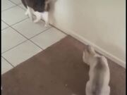 Huskies Being Dramatic Weird