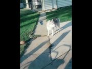 Huskies Being Dramatic Weird