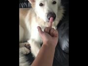 Huskies Being Dramatic Weird
