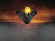 Bat Dark Moon