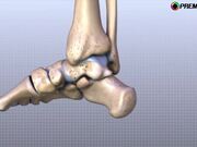 Ankle Anatomy