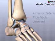 Ankle Anatomy