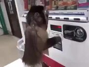 Monkey Buys Drink Using A Vending Machine