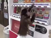 Monkey Buys Drink Using A Vending Machine