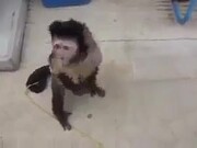 Monkey Buys Drink Using A Vending Machine