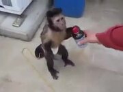 Monkey Buys Drink Using A Vending Machine