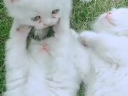 Funny Cat Compilation