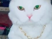 Funny Cat Compilation