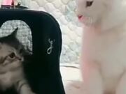 Funny Cat Compilation