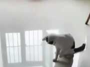 Funny Cat Compilation