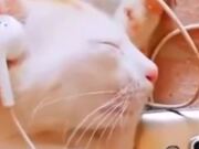 Funny Cat Compilation