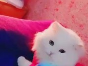 Funny Cat Compilation