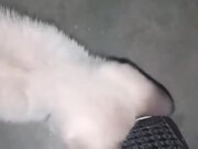 Funny Cat Compilation