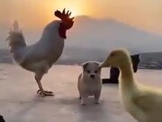 Adorable Chickens