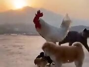 Adorable Chickens