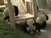 Hilarious Pandas