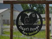 Pets Official Trailer