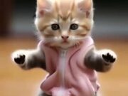 So Funny Cat Video