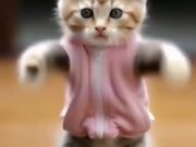 So Funny Cat Video
