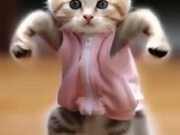 So Funny Cat Video