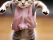 So Funny Cat Video