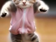 So Funny Cat Video
