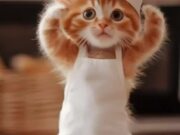 Cute Cat Dance