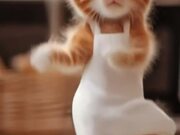 Cute Cat Dance