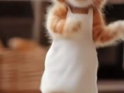 Cute Cat Dance
