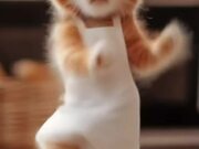 Cute Cat Dance