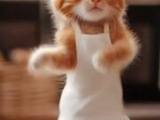 Cute Cat Dance