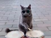 Cat Playing Music