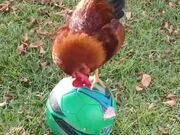 Silly Rooster on a Ball
