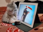 Kitten Watching Cartoon