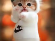 Angels Play Time: Dancing Kitten