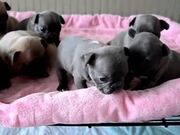 Cute Dogs Clips
